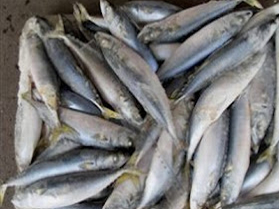 Κατάσχεση αλιευμάτων στη Ν. Μηχανιώνα